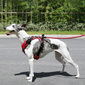 JV EXPEDITION Tuigje Rood-M