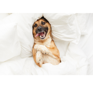 Geef je huisdier de perfecte rust met onze orthopedische manden! 🛏️🐾 Speciaal ontworpen om extra ondersteuning te bieden, zijn onze orthopedische manden ideaal voor oudere honden en katten of huisdieren met gewrichtsproblemen.

Met een vulling van traagschuim en een ontwerp dat zich aanpast aan hun lichaamsvorm, helpen onze manden de druk op hun gewrichten te verlichten en de kwaliteit van hun slaap te verbeteren. Gemaakt van zachte, duurzame materialen, zijn ze bovendien gemakkelijk schoon te maken en gaan ze lang mee. Geef je harige vriend een gezonde en verkwikkende nachtrust met onze orthopedische manden.