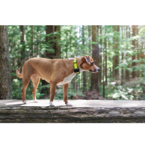 Houd je hond veilig en altijd in het oog met onze trackers! 🐶📍 Ontworpen om je gemoedsrust te bieden, stellen onze trackers je in staat om je huisdier op elk moment en op elke plaats te lokaliseren, zodat hij nooit te ver weg raakt.
Voorzien van geavanceerde technologie, zijn onze trackers lichtgewicht en gemakkelijk te gebruiken. Met een intuïtieve app kun je de locatie van je hond in realtime bekijken, meldingen ontvangen als hij zich van een veilige zone verwijdert en bij sommige modellen zelfs zijn fysieke activiteit volgen. Of je nu aan het wandelen bent in het park of buitenavonturen beleeft, onze trackers helpen je om je harige vriend veilig en onder controle te houden. Maak elke wandeling veilig en leuk met onze innovatieve trackers voor honden!