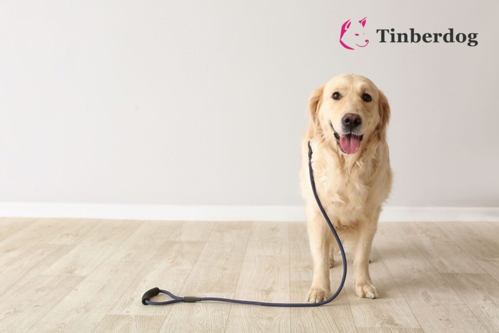 golden retriever met een hondenlijn om