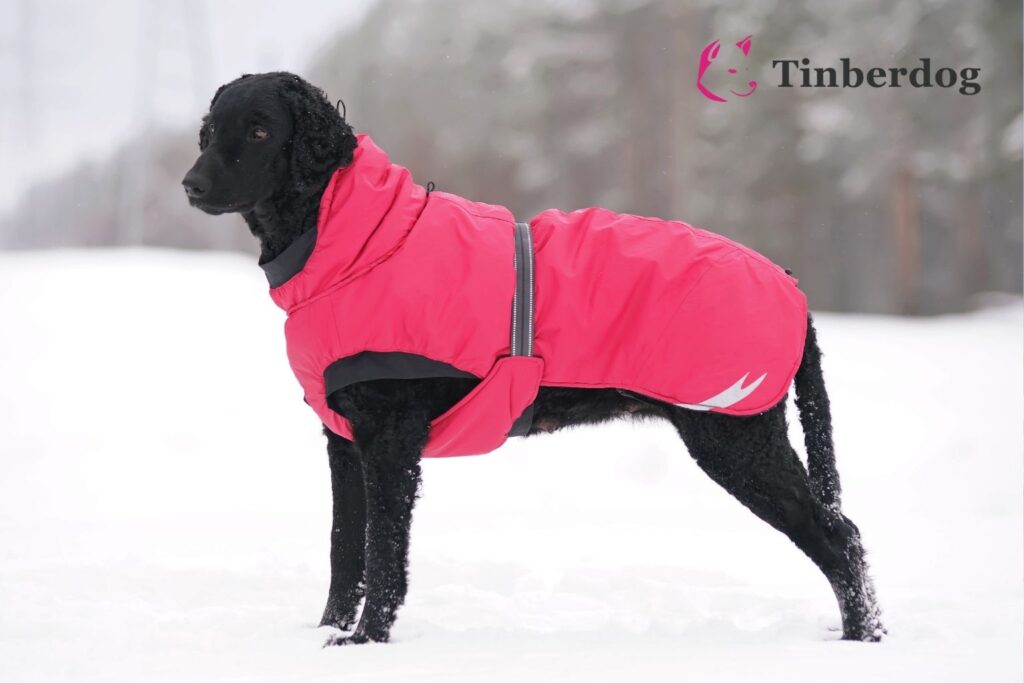 hond in de sneeuw met warme roze jas