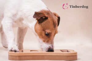 hond die snuffelt aan een hondenpuzzel