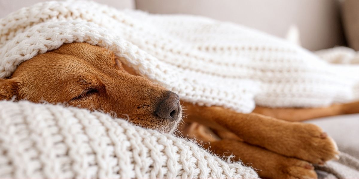 Hond ontspannen liggend op comfortabel hondenbed