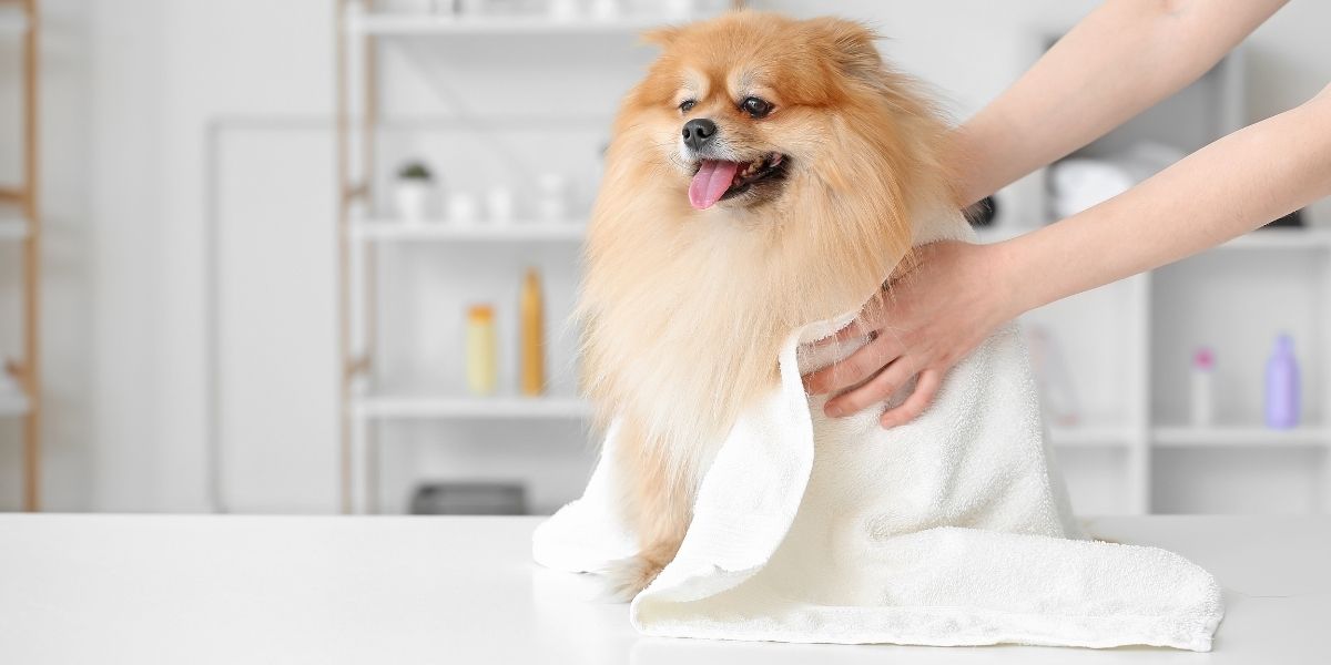 Hondje dat wordt afgedroogd na een wasbeurt