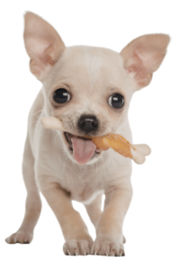 hondje met kauwbotje